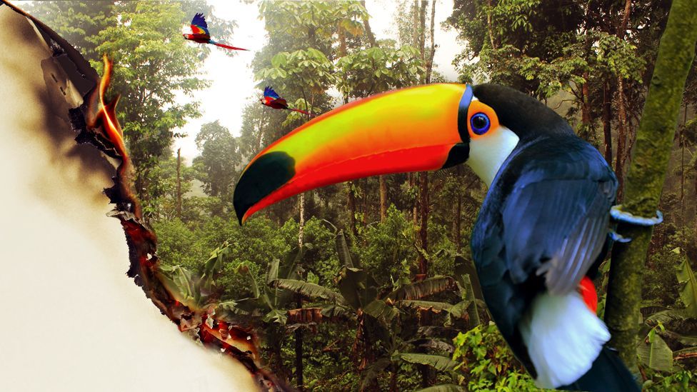 Préservation de l'Amazonie : Le plan d'action d'urgence publié par le quotidien O Globo