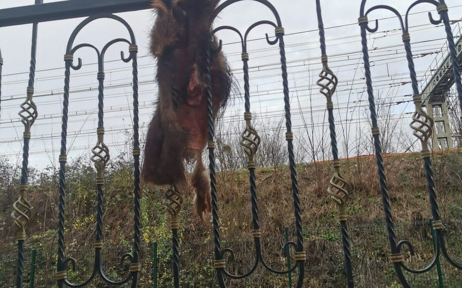 OMONDO SOCIÉTÉ - Côte-d'Or : Un marcassin mort déposé devant une mosquée, Retailleau dénonce un acte "anti-musulman intolérable"