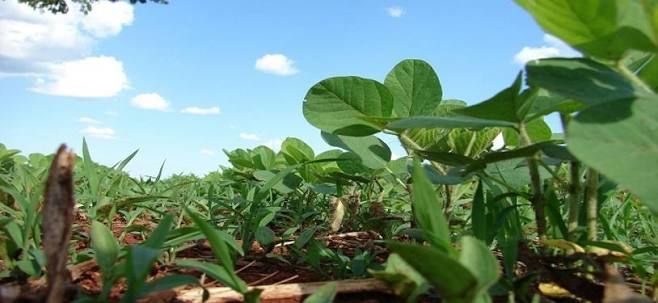 Économie Agroalimentaire du Brésil : Consolidation des Exportations vers les Marchés Asiatiques