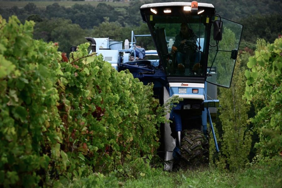 Vin : la production mondiale au plus bas depuis 1961