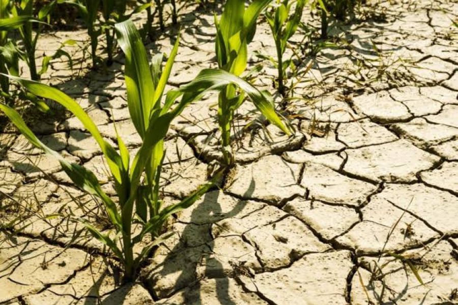 Agriculture et souveraineté alimentaire : Les récoltes européennes sous l'épreuve du stress hydrique