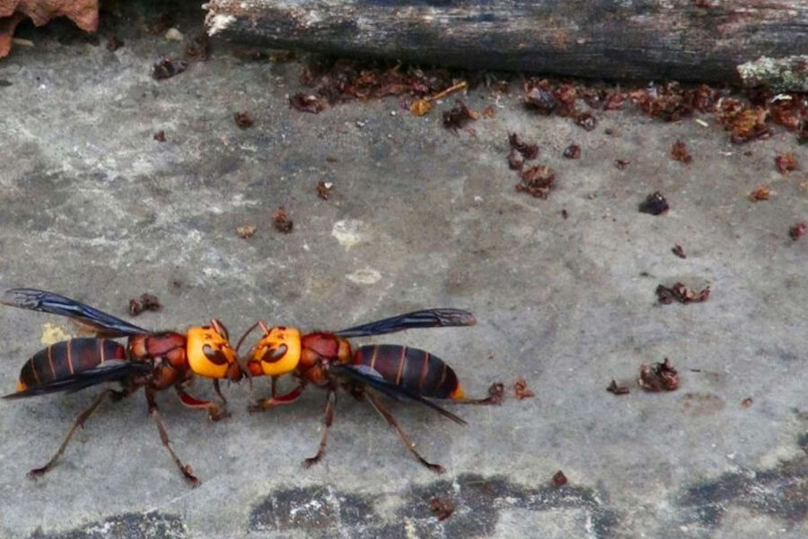 Éradication réussie du frelon-géant aux États-Unis - Une victoire contre un prédateur redoutable