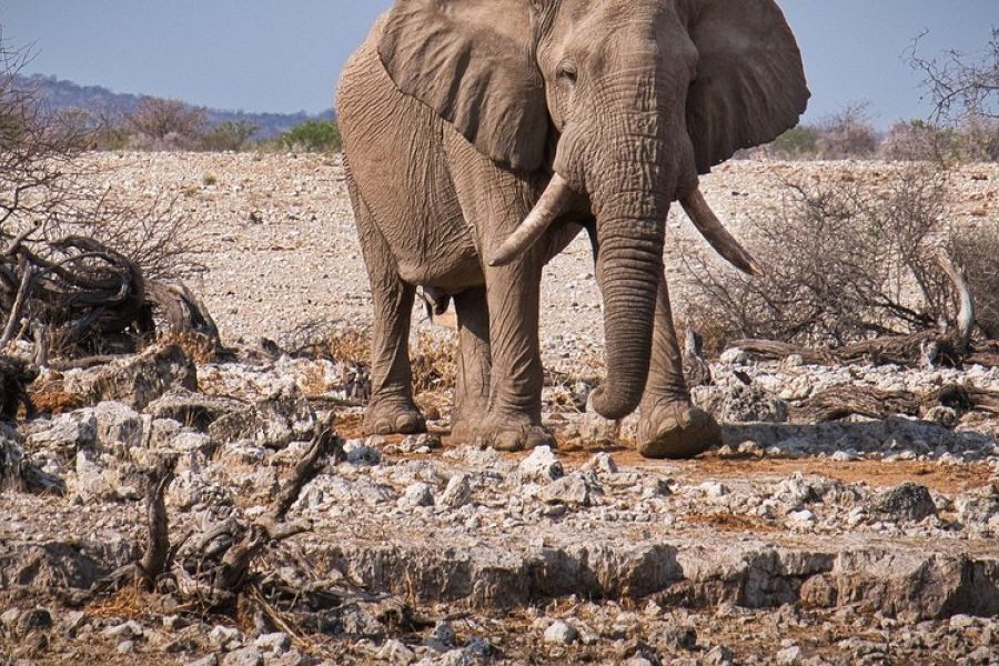 Afrique du Sud : un éléphant piétine à mort un touriste dans le parc Kruger