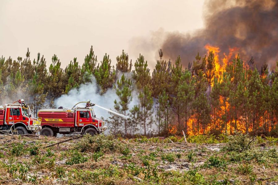 Après les incendies en Gironde : Les coupes de bois rapportent 9 millions d'euros, un dilemme entre économie et écologie