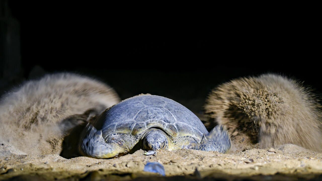 Mayotte : un braconnier de tortues condamné à quatre ans de prison ferme