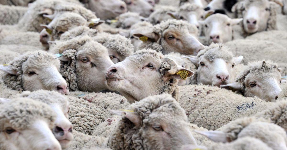 Deux nouveaux foyers de fièvre catarrhale ovine détectés en Moselle
