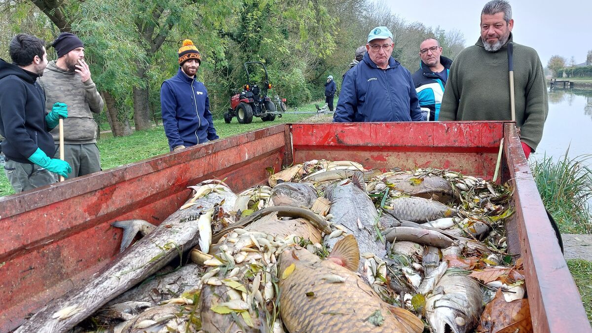 OMONDO ENVIRONNEMENT - Seine-et-Marne : une pollution au sucre sème le chaos dans un canal