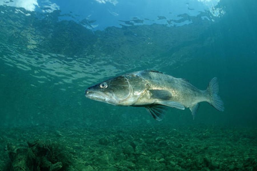 Un quart des espèces d'eau douce menacé d'extinction selon une étude