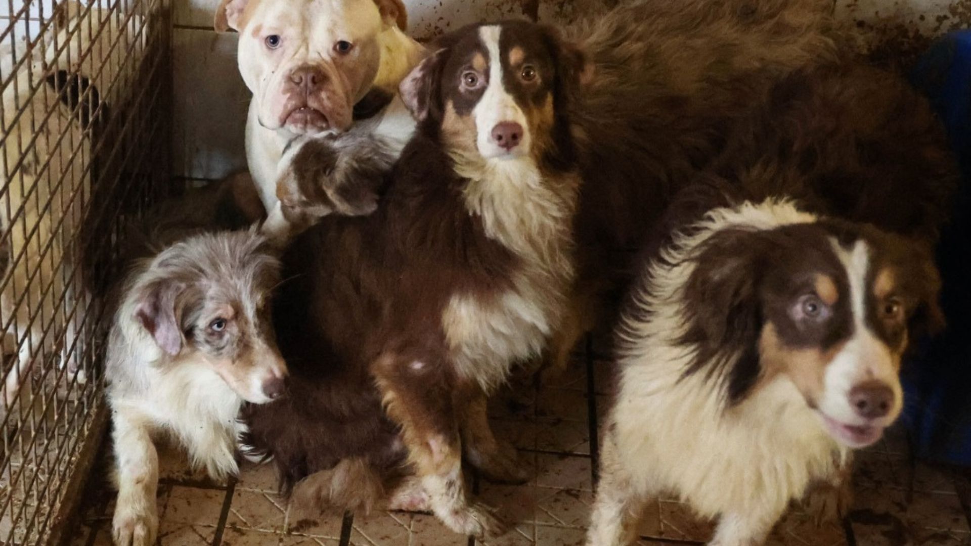 Le Supplìce d'un Animal : Comprendre la Cruauté Derrière le Meurtre d'une Chienne à Auxerre