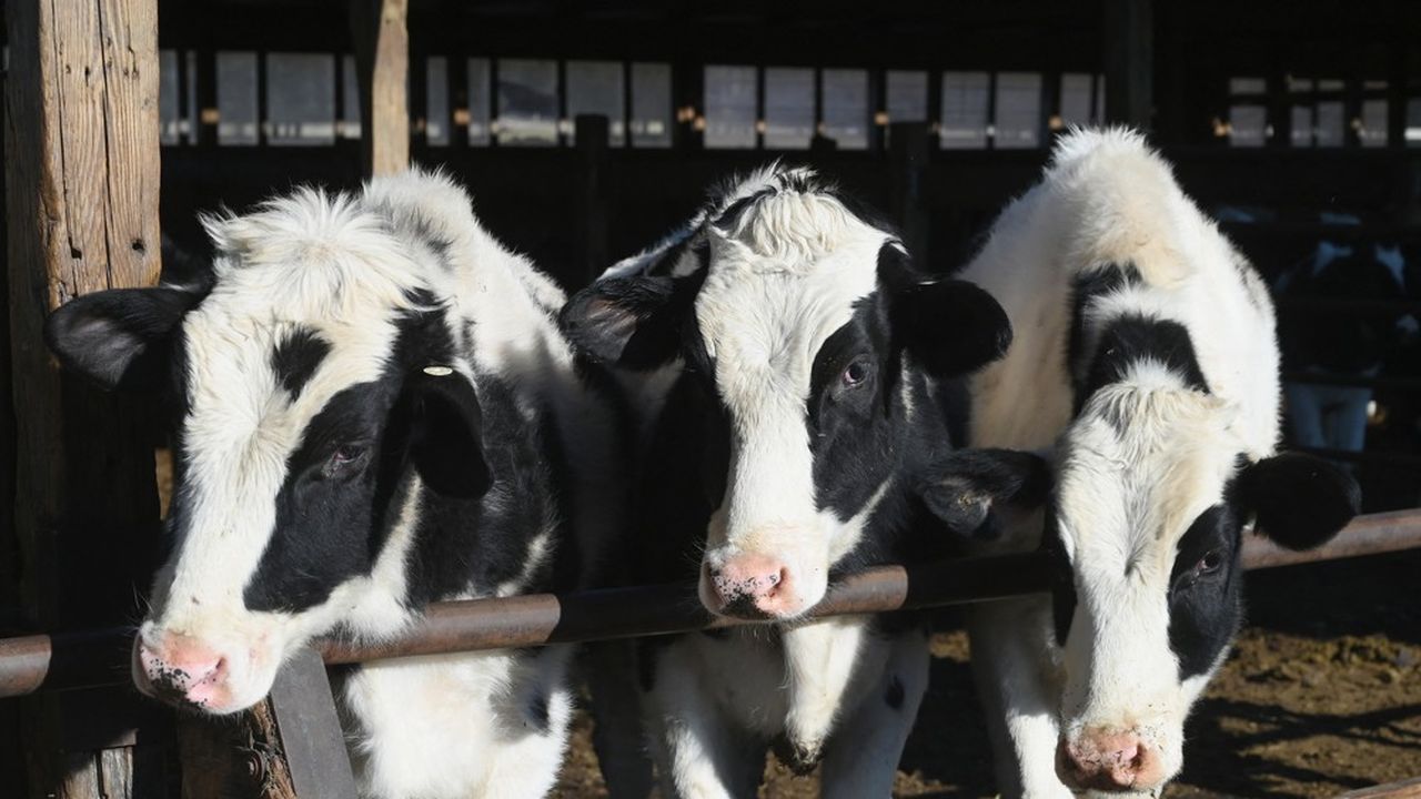 États-Unis : des vaches laitières contaminées par une deuxième forme de la grippe aviaire