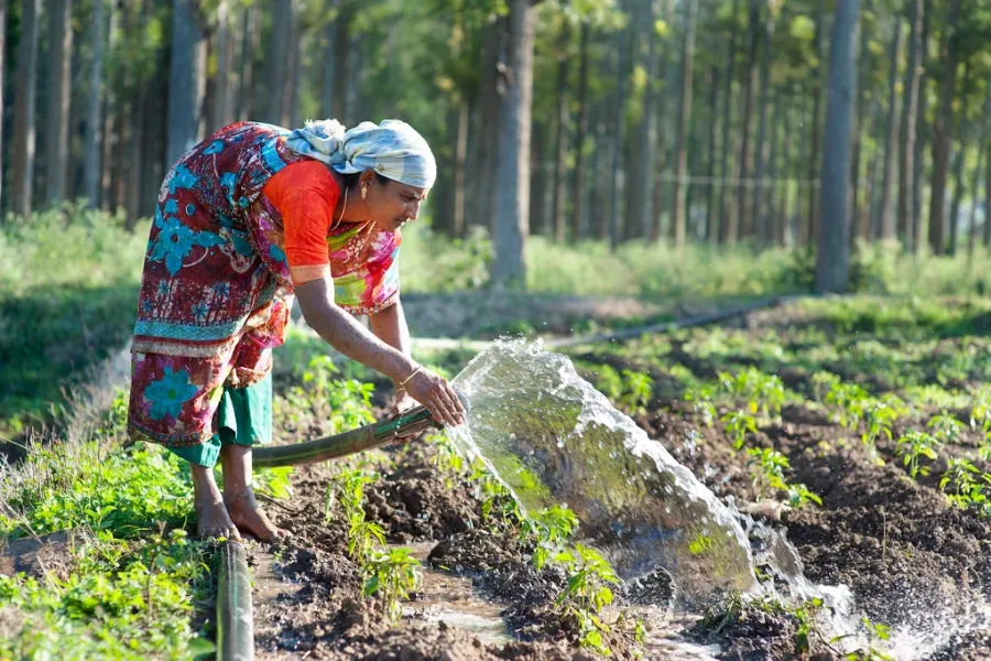 Agriculture et Sécheresse — Les syndicats agricoles demandent l'élargissement des fonds d'indemnisation pour les cultures sinistrées