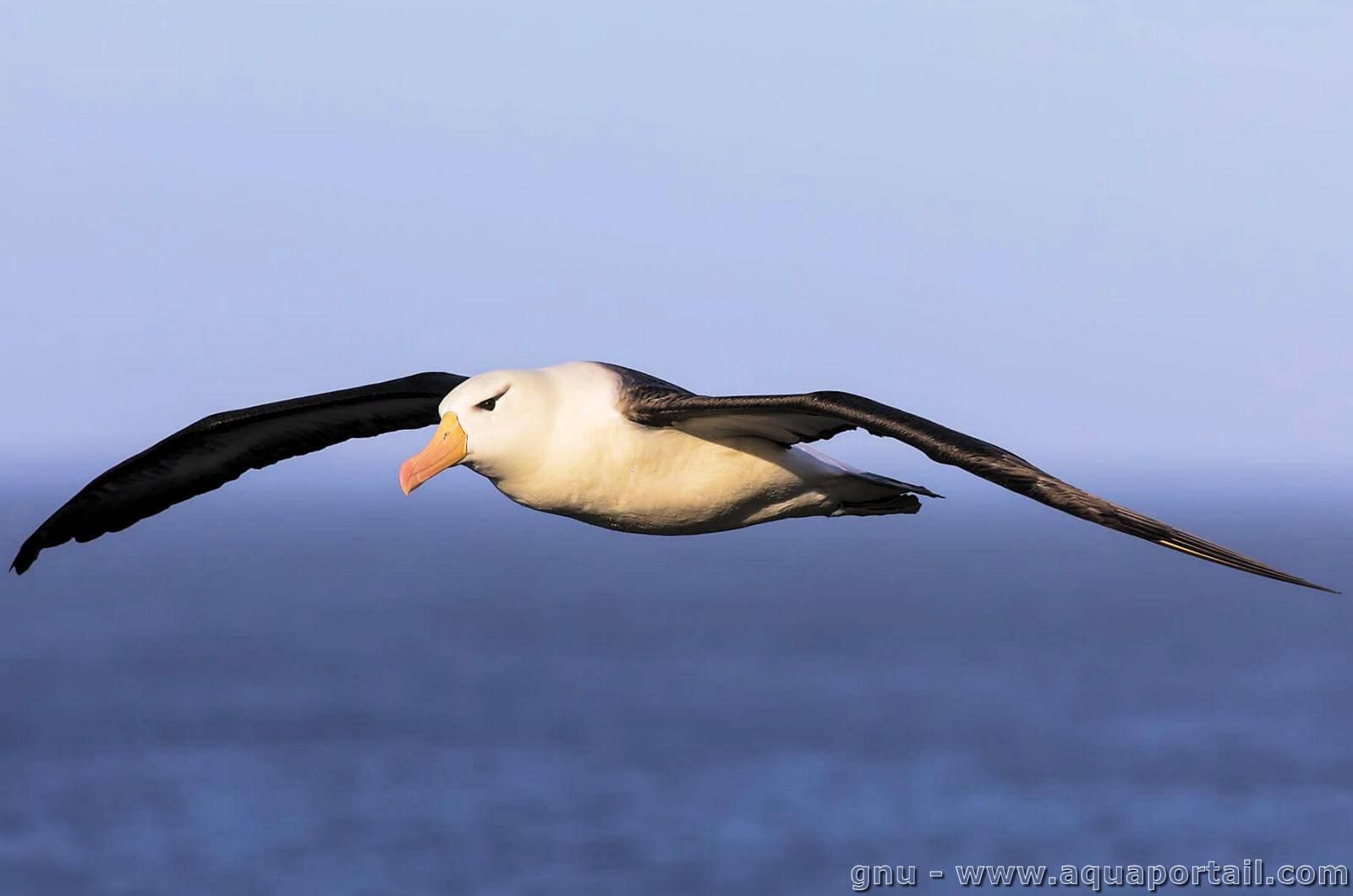 un projet ambitieux pour sauver les albatros en afrique du sud