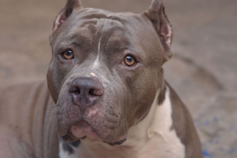 Italie : Un Pitbull Mord une Petite Fille de Neuf Mois et la Tue