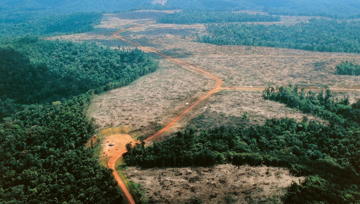 Déforestation en Amazonie : un point de non-retour pour la biodiversité mondiale ?