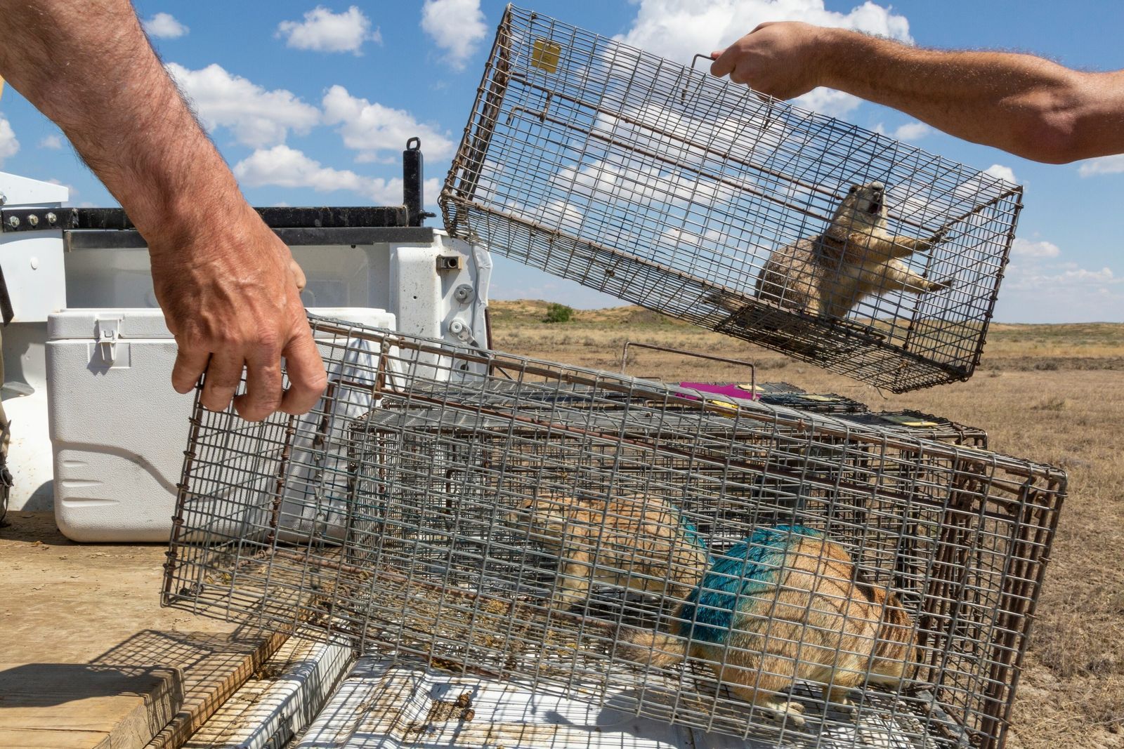 Californie : le retour inattendu de la peste, un signal pour la santé mondiale ?