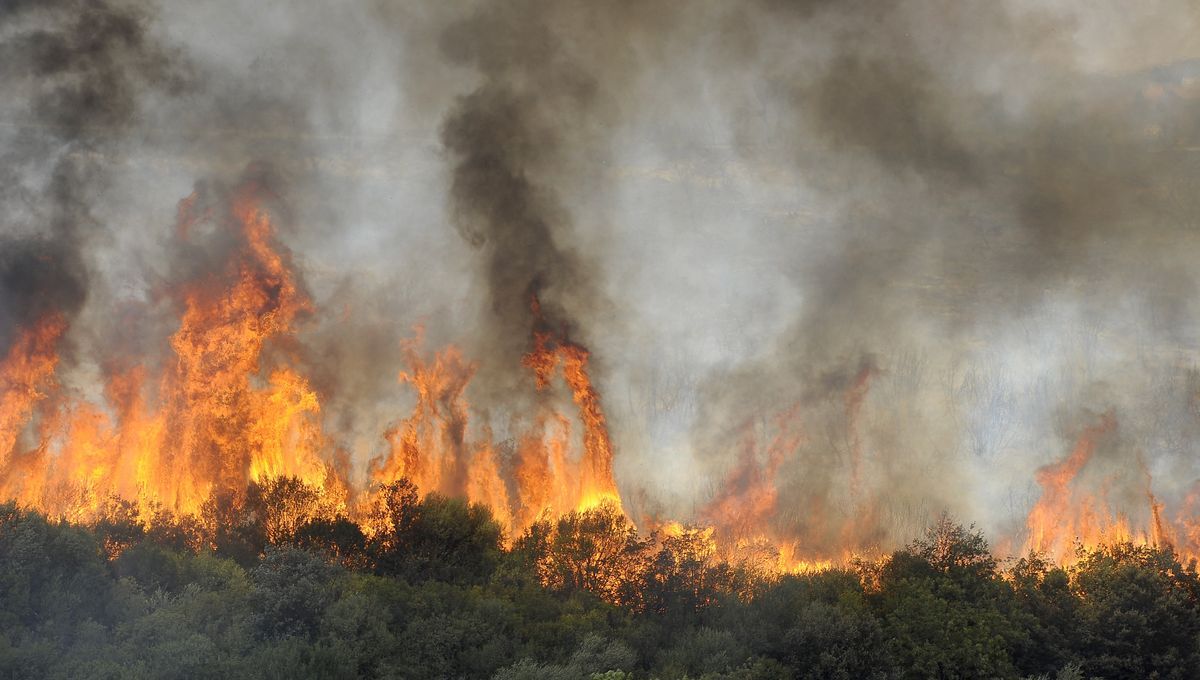 Mégafeux en Espagne : enquête judiciaire et tensions politiques face à l’ampleur du désastre