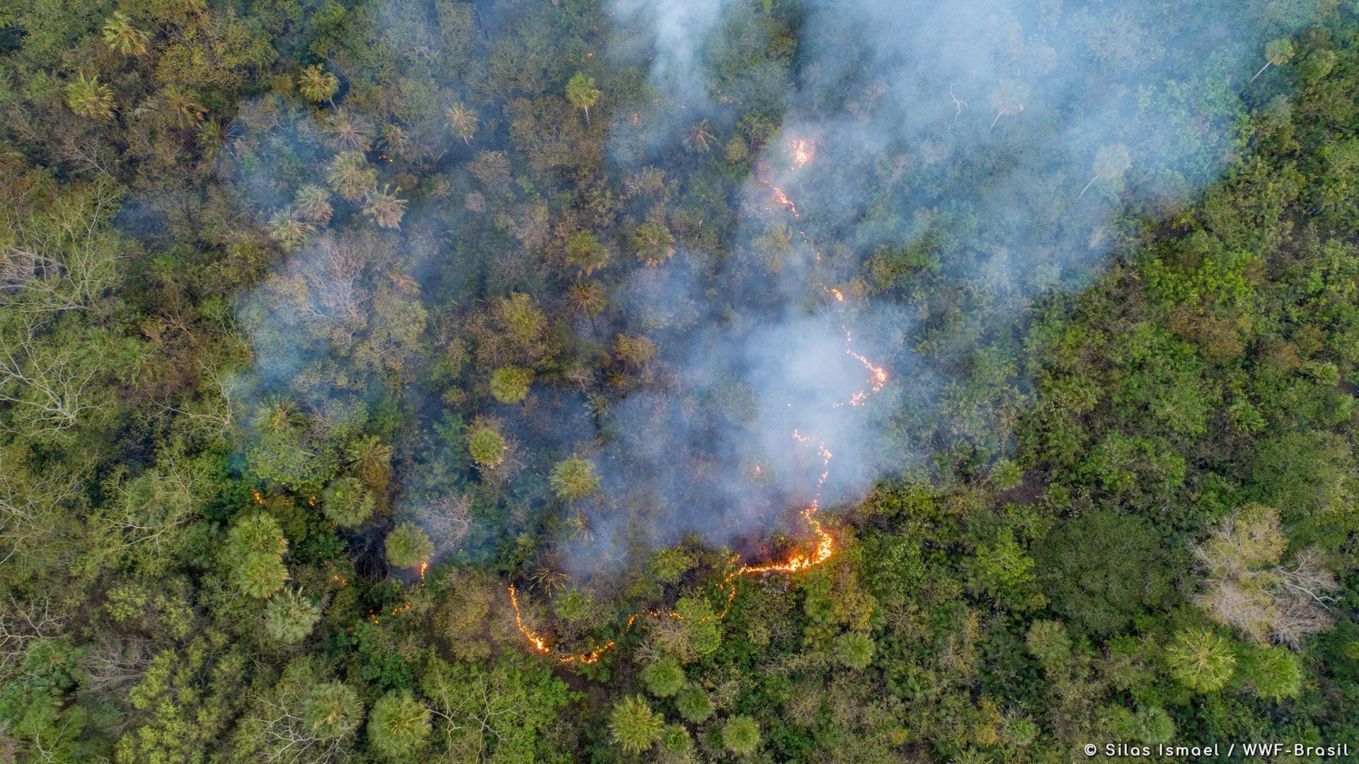 Incendies record dans la plus grande zone humide de la planète