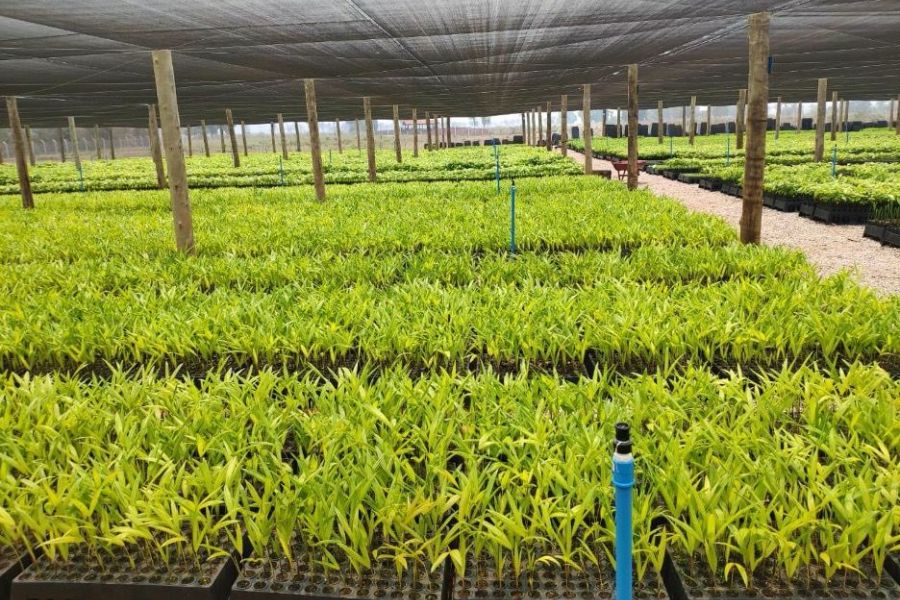 Brésil : Le miracle de la reforestation et la revanche d'Amazonia
