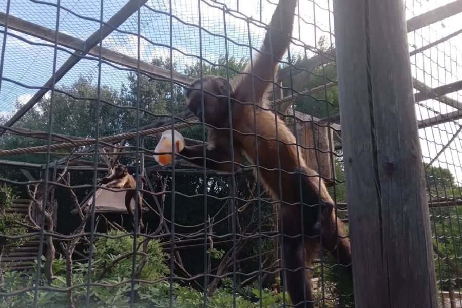 Le zoo de La Barben rouvre après un impact de foudre spectaculaire : la résilience face à l’événement climatique