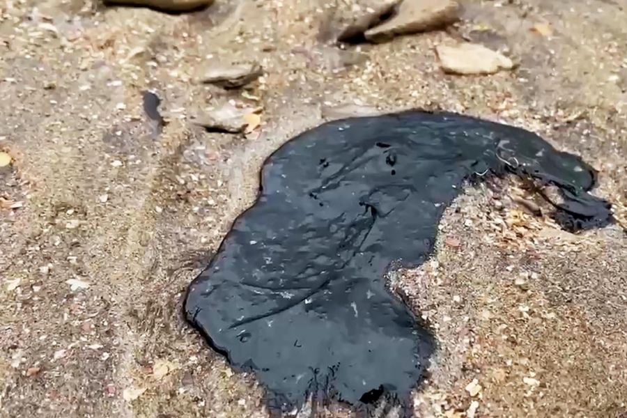 Marée noire en Russie : plus de 30 cétacés retrouvés morts en mer Noire