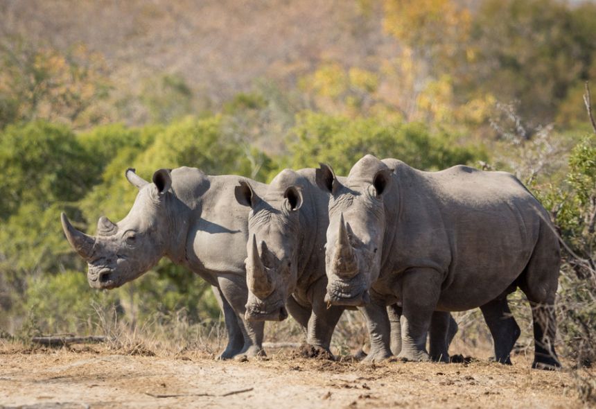 70 rhinocéros blancs transférés en Afrique : biodiversité et enjeux de conservation