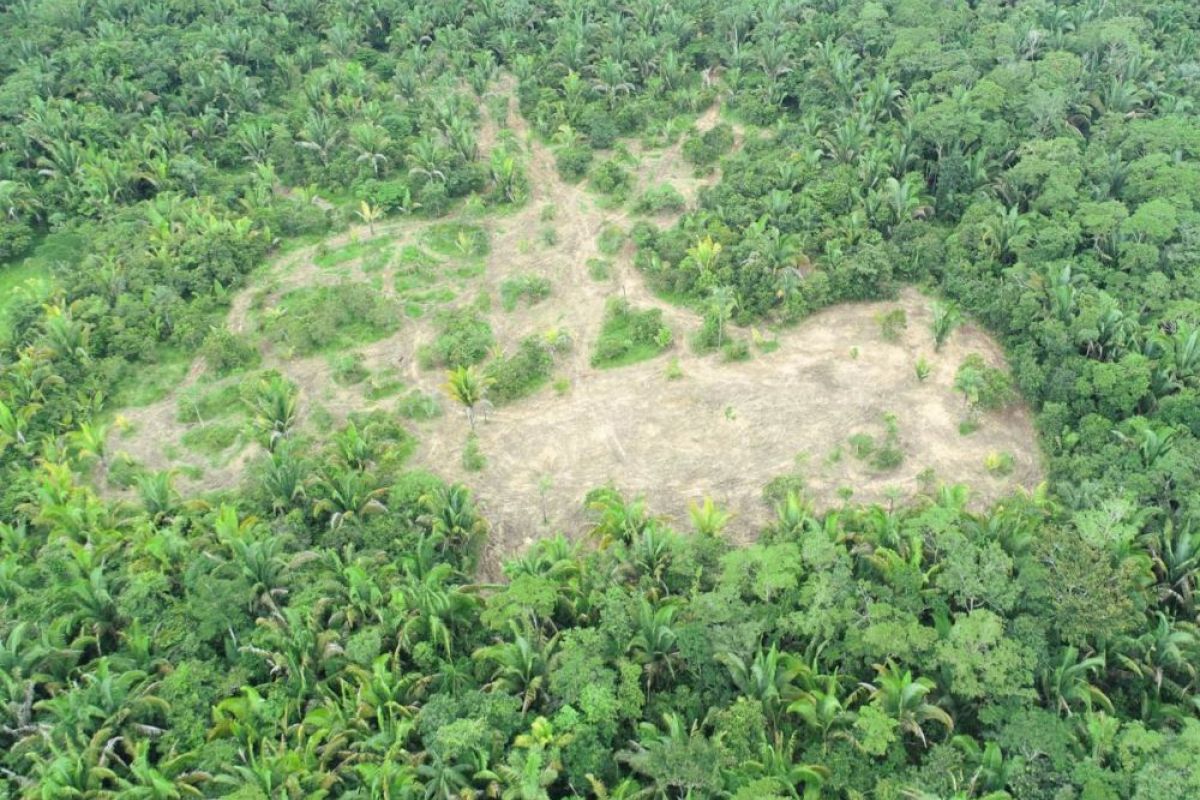 Amazonie 2026 : Le Plan du Brésil pour transformer la Forêt en Puissance Bio-Tech