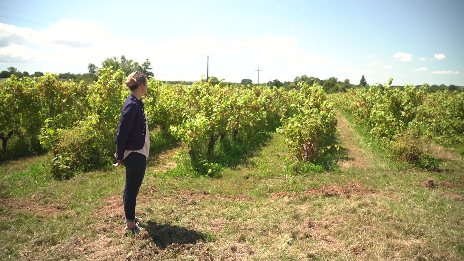 OMONDO ÉCONOMIE - Les viticulteurs français demandent l’arrachage de 27.500 hectares de vignes