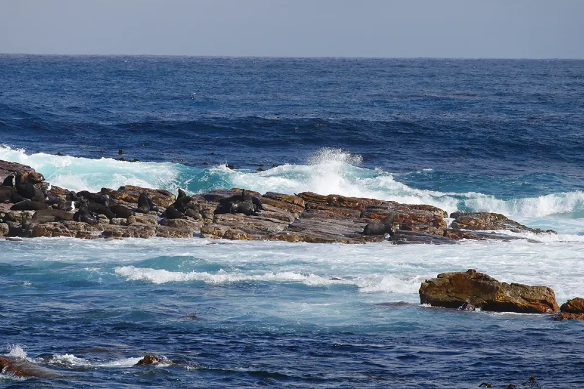 Le Traité de la Haute Mer (BBNJ) : Les Défis de Ratification et d'Application d'un Cadre Juridique Historique pour la Protection des Océans