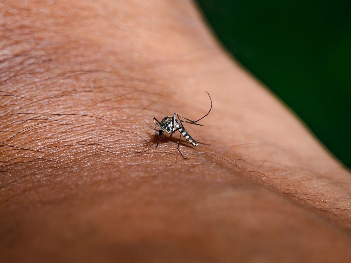 Virus du Nil occidental : deux cas autochtones détectés en Île-de-France, santé publique en alerte maximale