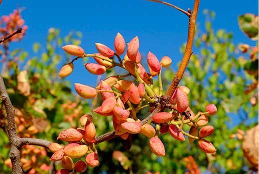 Le Pistachier de Corse : Pourquoi cet arbre millénaire est le favori pour devenir l'Arbre Européen de l'Année 2026