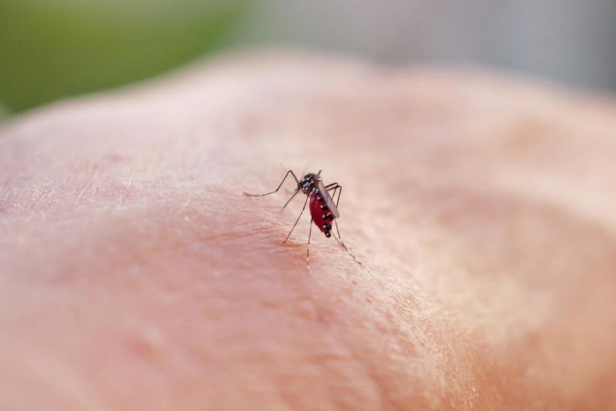 Chikungunya à La Réunion : une épidémie sous contrôle ou hors de contrôle ?