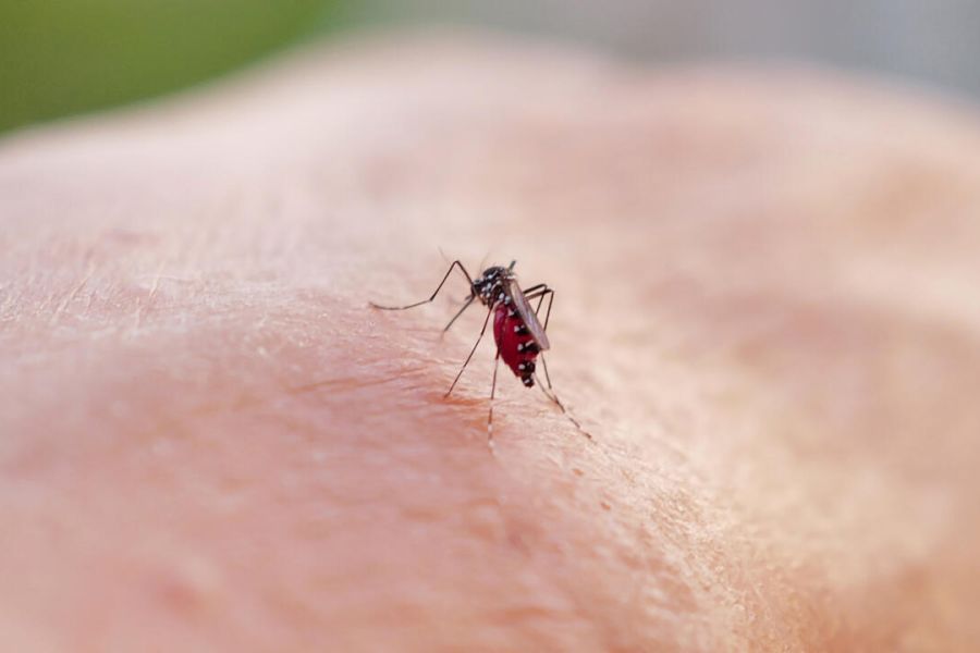 Mayotte – L’île française en phase d’épidémie de chikungunya, urgence sanitaire et précarité structurelle