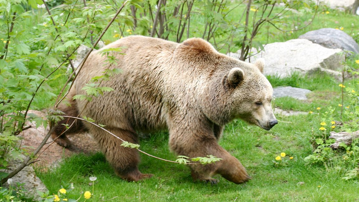 Roumanie face à une explosion du nombre d’ours sauvages : gestion ou crise écologique ?