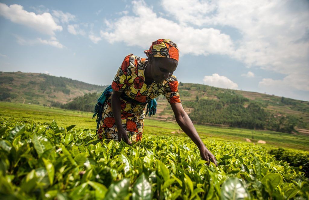 Eco & Tech : Ambitions de l'agrobusiness en Afrique - Faire du continent le grenier du monde