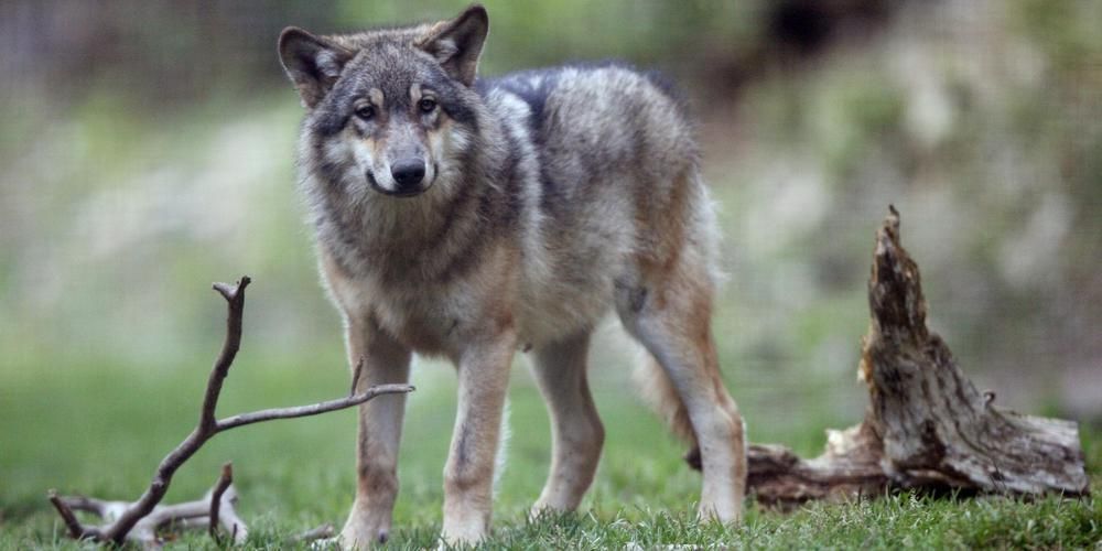 Un loup responsable de nombreuses attaques sur des troupeaux abattu en Aveyron