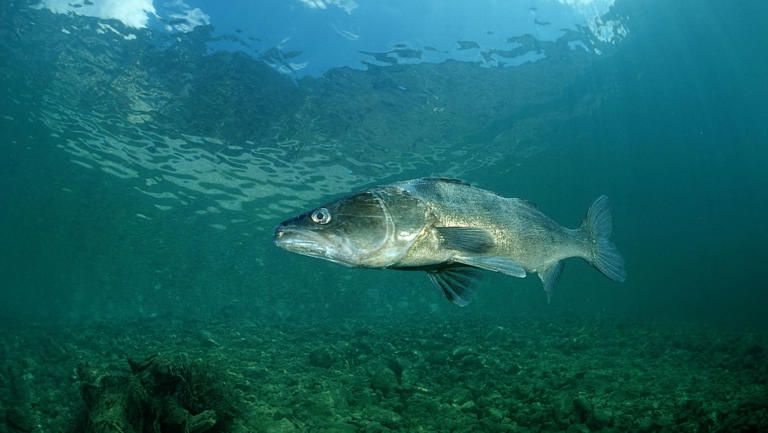 Un quart des espèces d'eau douce menacé d'extinction selon une étude