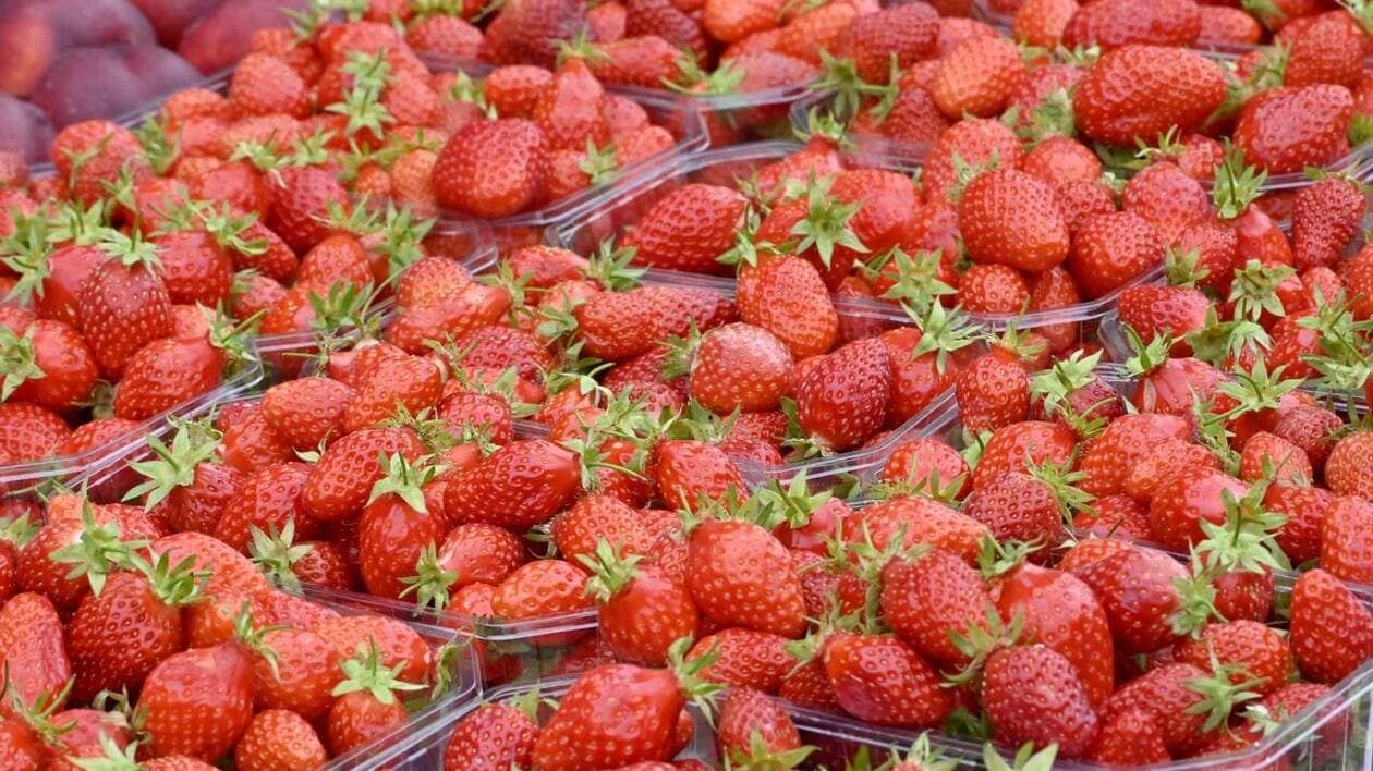 OMONDO ÉCONOMIE - Intermarché renonce aux fraises et cerises hors-saison pour Noël : un virage vers la durabilité