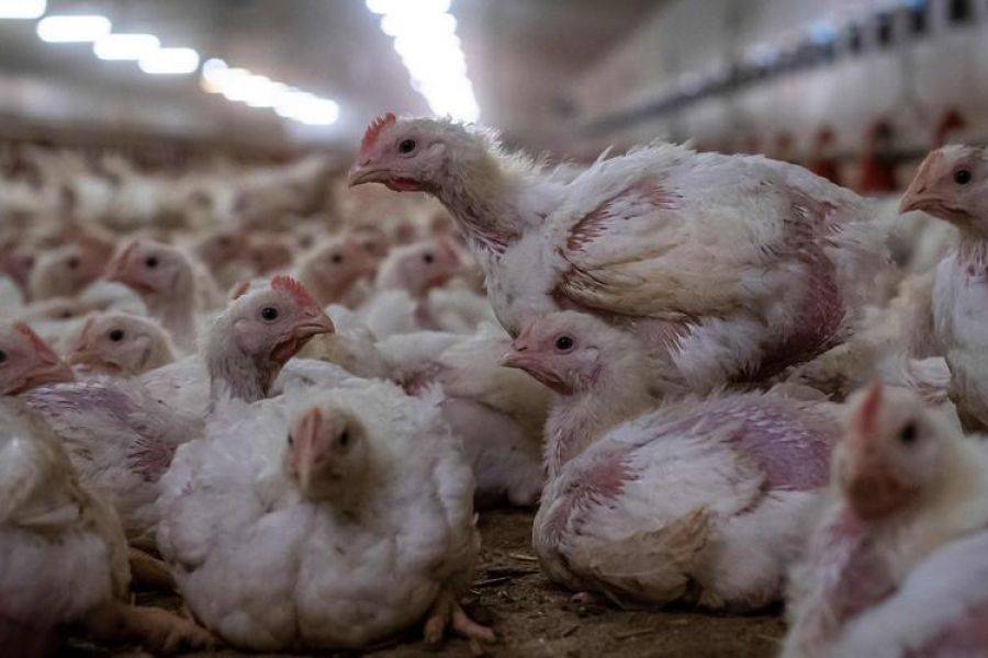 Grippe aviaire : La France perd son statut indemne face à une nouvelle menace