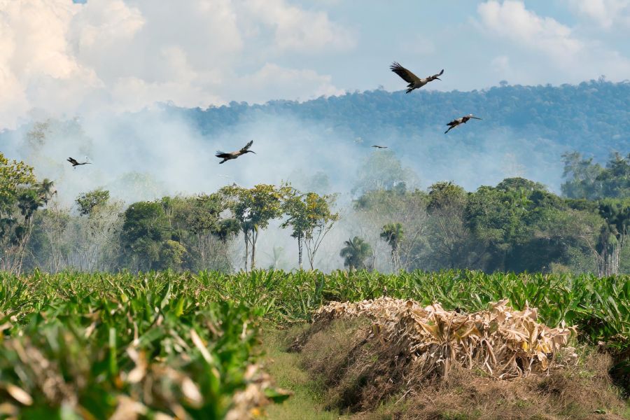 OMONDO ENVIRONNEMENT - Déforestation en Amazonie : un rapport alarmant sur la perte de biodiversité