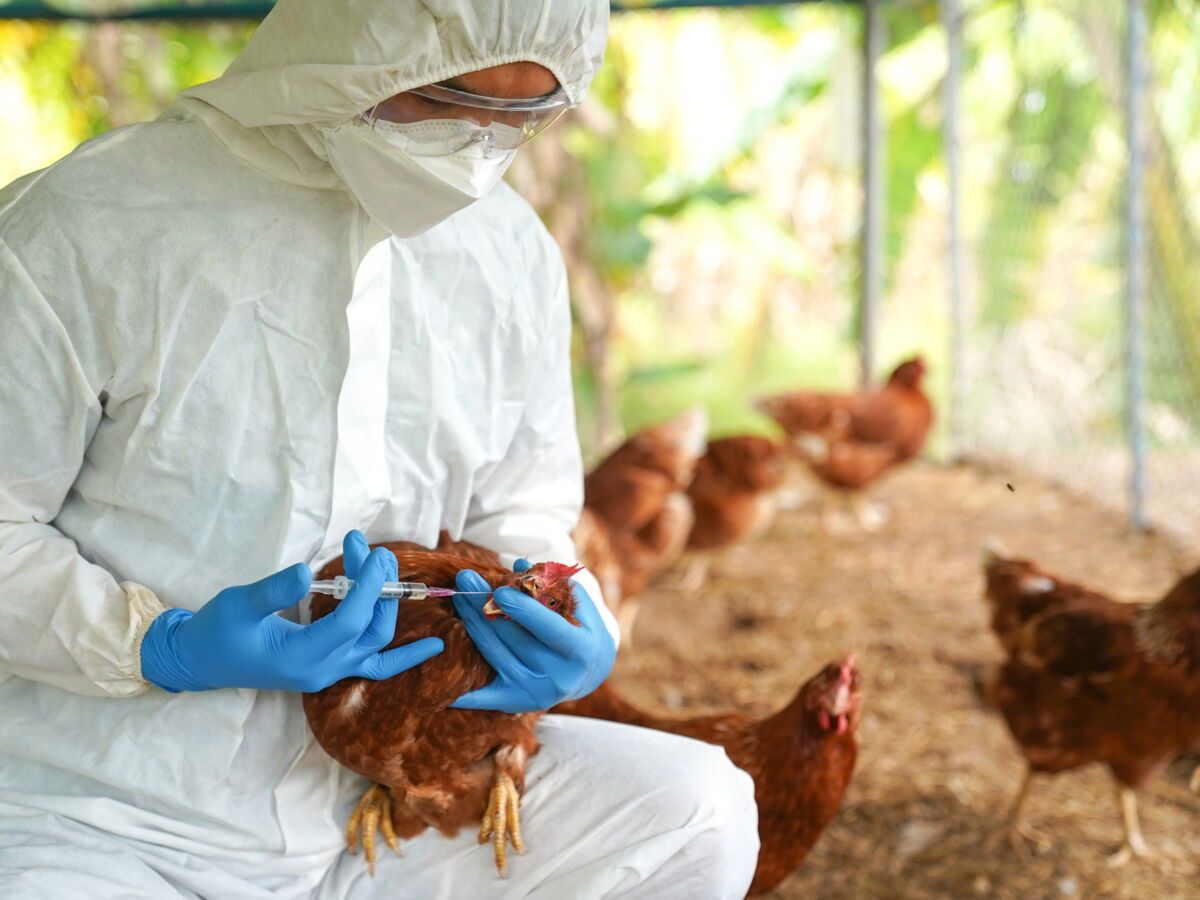Grippe aviaire : Une mutation inquiétante détectée chez un patient américain