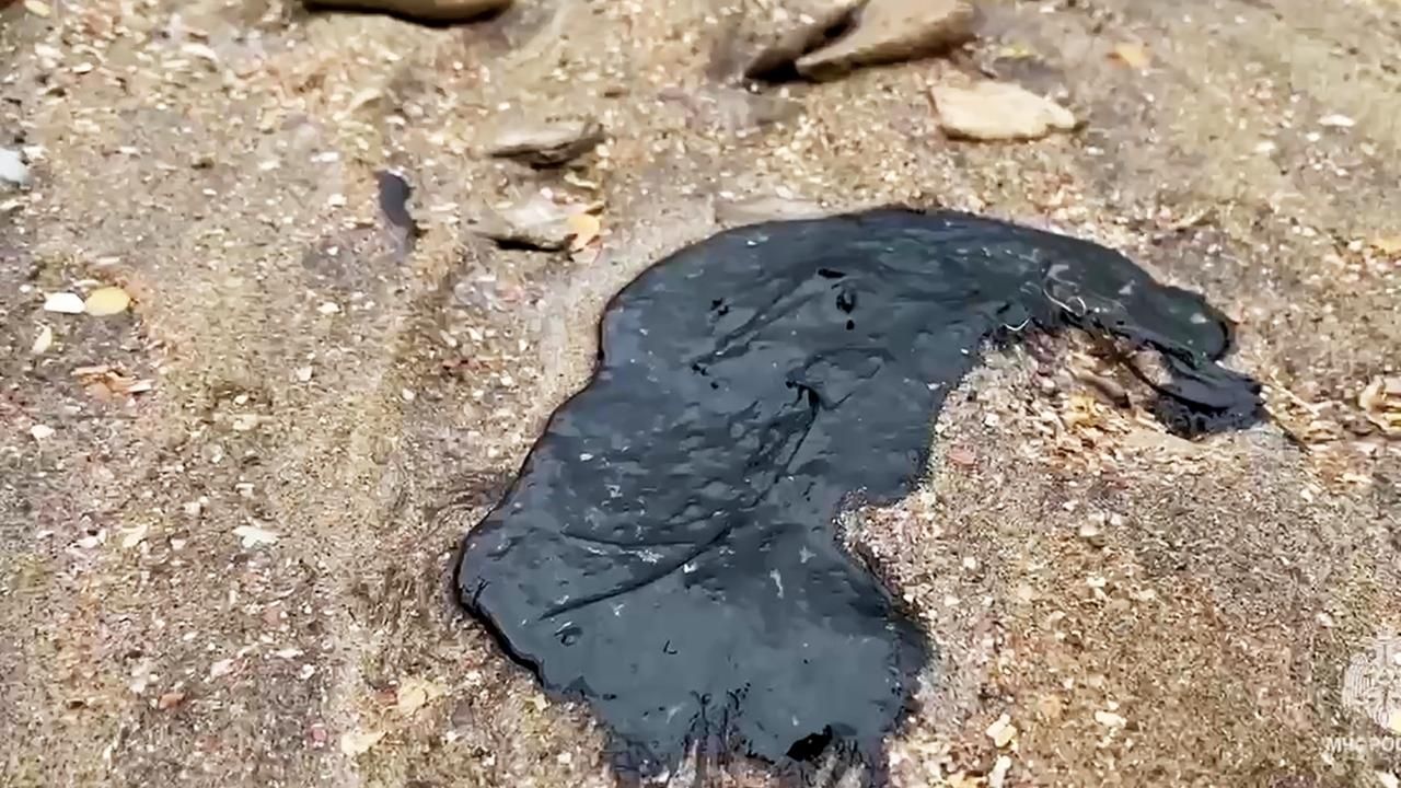 Marée noire en Russie : plus de 30 cétacés retrouvés morts en mer Noire