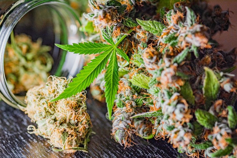 CBD : explosion des intoxications, alerte des autorités sanitaires