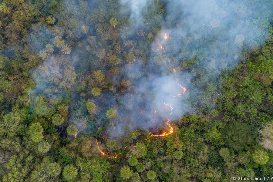 Incendies record dans la plus grande zone humide de la planète