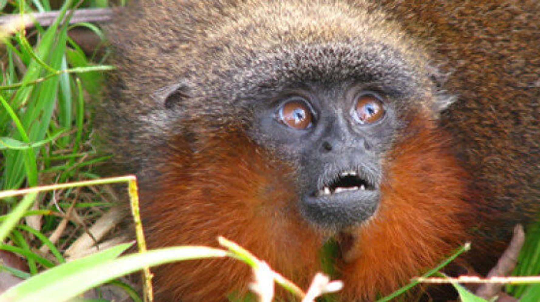 .OMONDO BIODIVERSITÉ  - Découverte d'une nouvelle espèce de primate en Amazonie : un espoir pour la biodiversité menacée