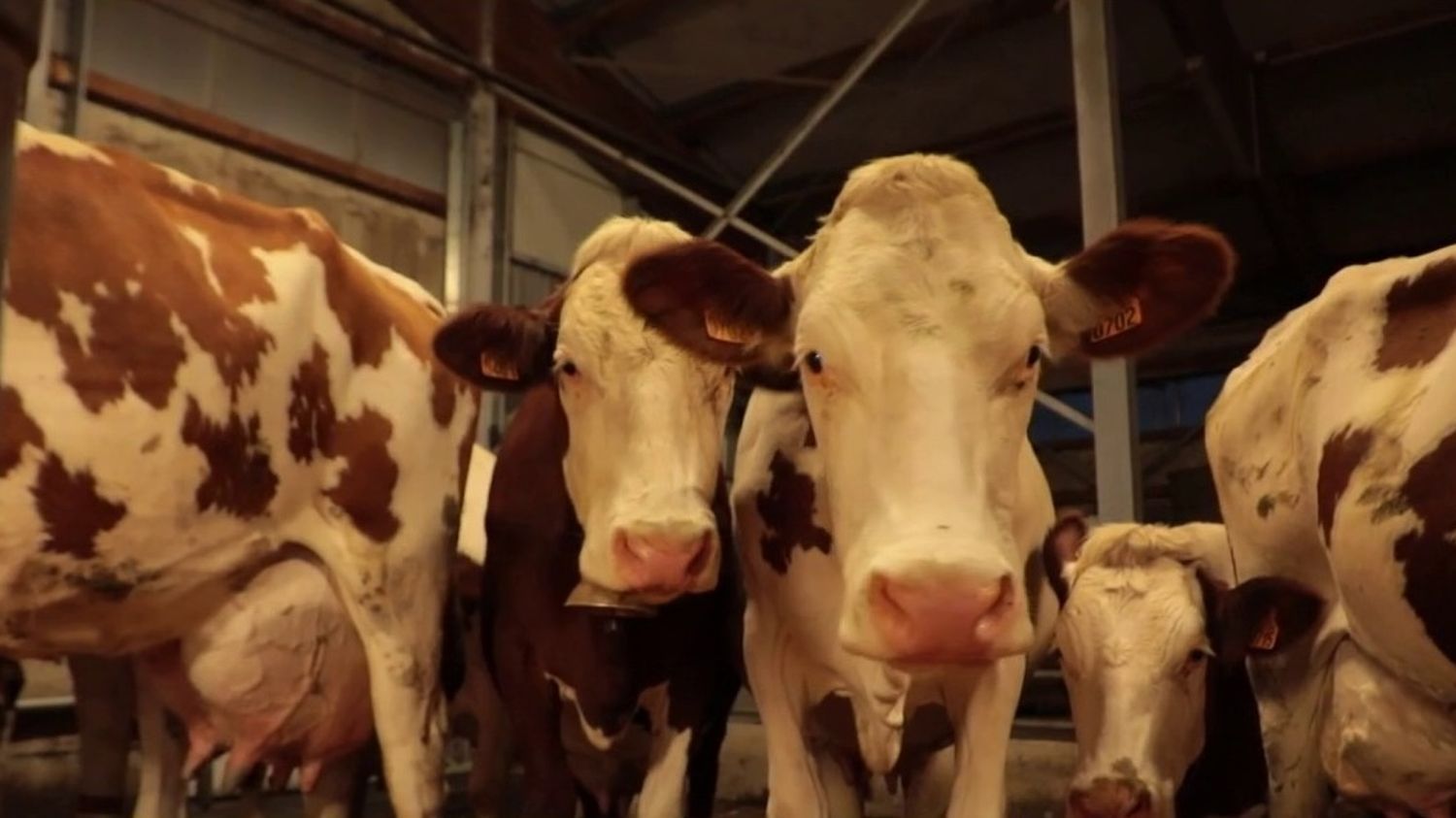 OMONDO ÉCONOMIE - Accord Lactalis-éleveurs sur le prix du lait : impact sur la filière laitière française