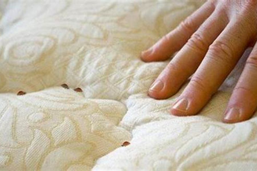 Punaises de lit : Un produit ménager courant élimine les parasites en 24 heures, selon une étude française