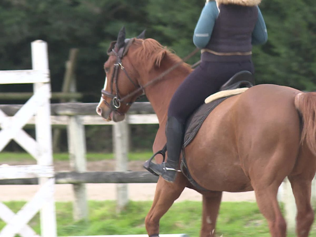 Une nouvelle épidémie inquiète le milieu équestre français : la propagation de la rhinopneumonie