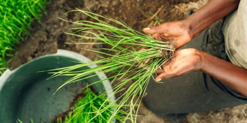 Développement durable dans l'agriculture : Pratiques innovantes pour un avenir agricole sain