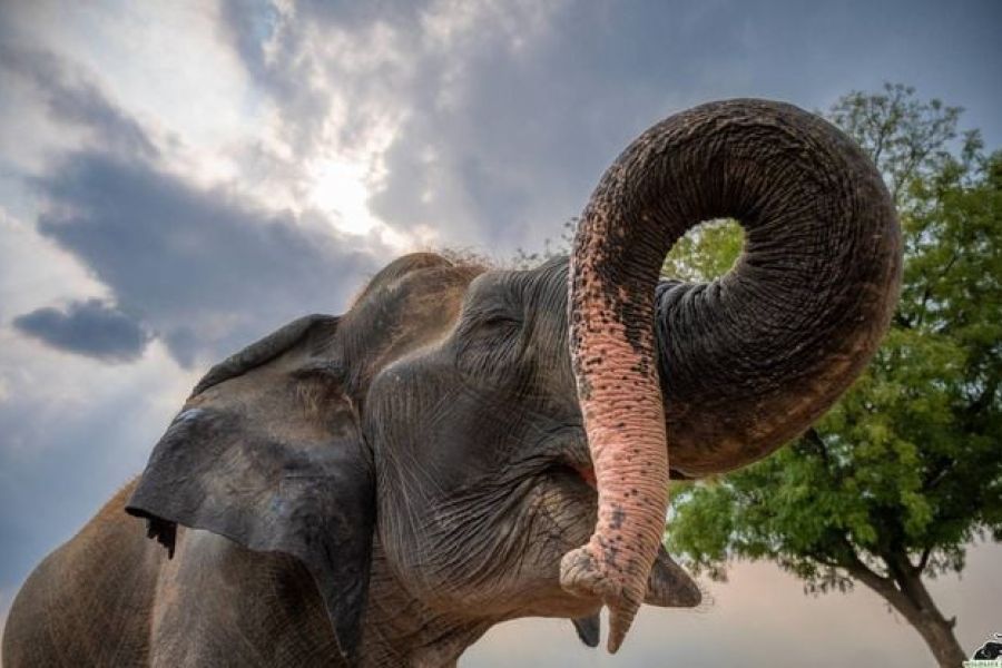 Un touriste tué par un éléphant en Inde après avoir ignoré les avertissements