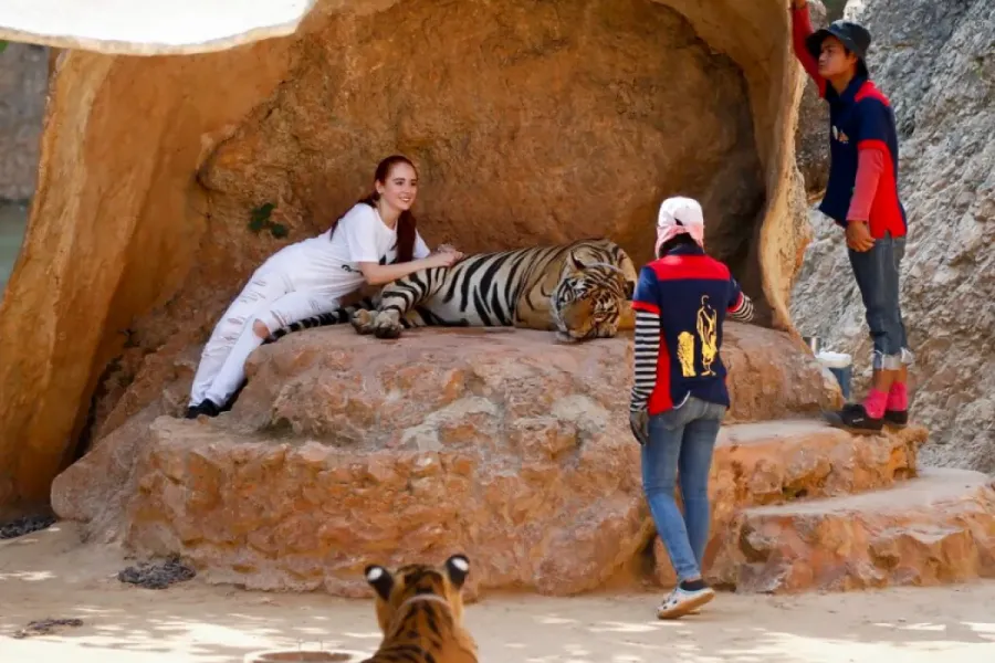 Le "Virus du Tigre" en Thaïlande : Vers une nouvelle onde de choc sanitaire mondiale ?